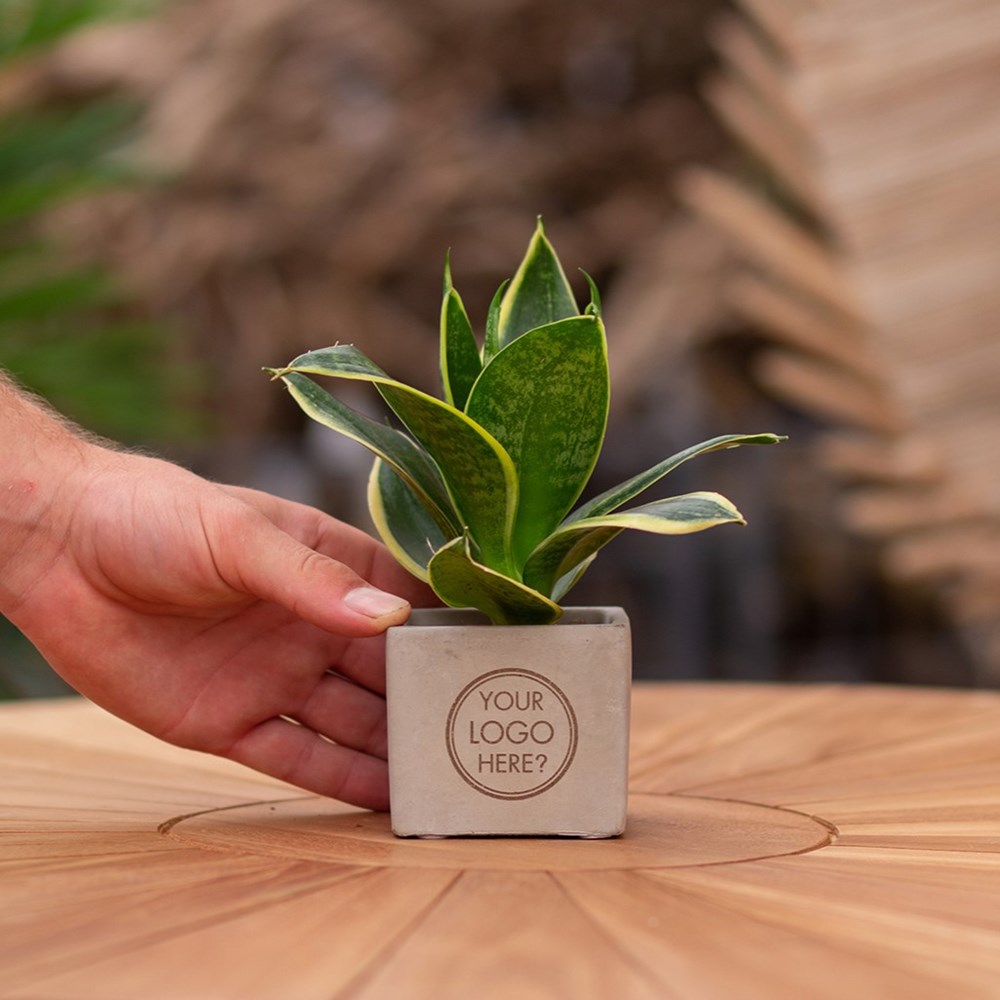 Congreet® plantpots small, Zonder verpakking
