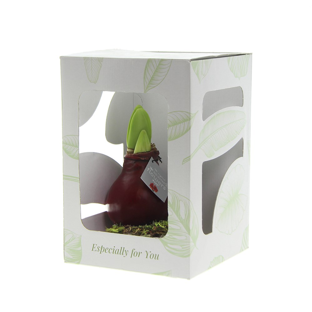 No Water Flowers® - Waxz® on wood, In giftbox, Rood