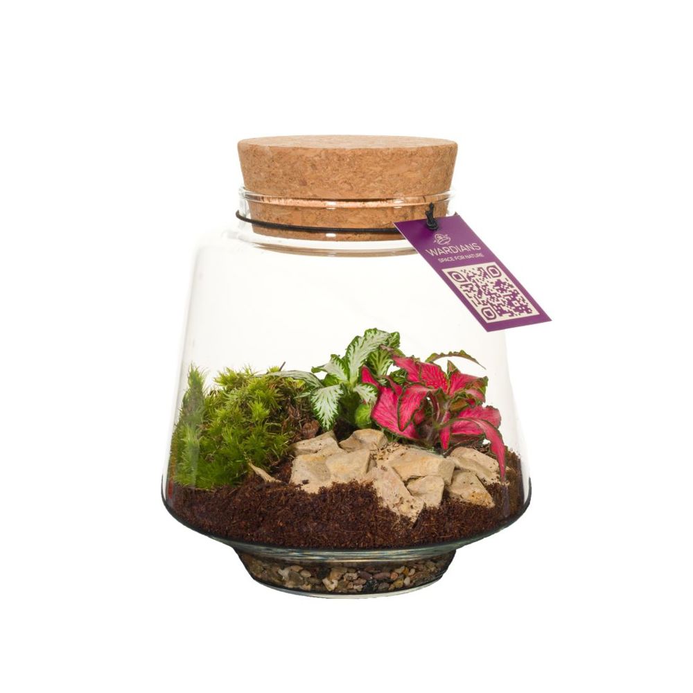 Wardians® Ecosystem - Conical small, Zonder verpakking