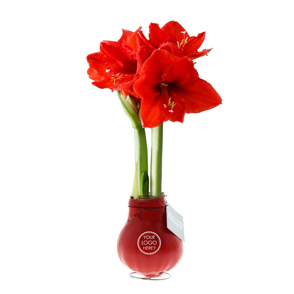 No Water Flowers® - Waxz® Colours, In giftbox, Paars