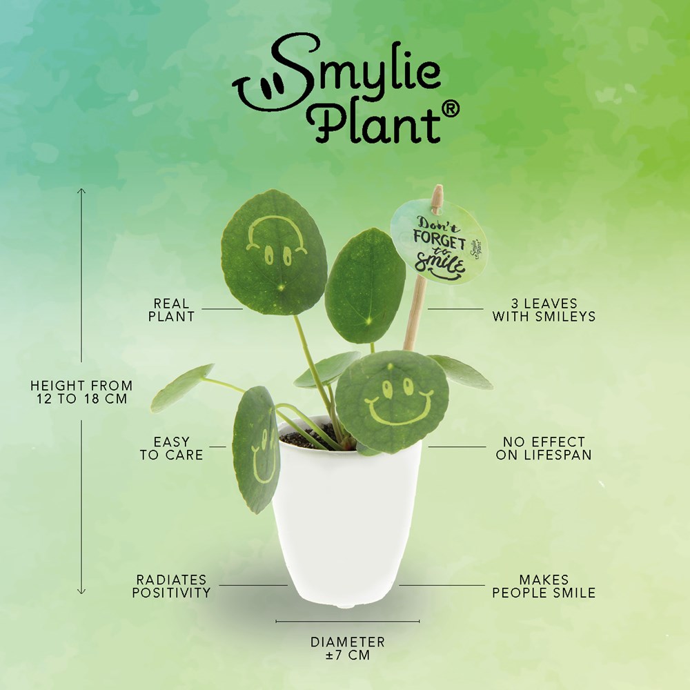 Smylieplant® Happy in keramieke pot (small), In beschermende plantensleeve