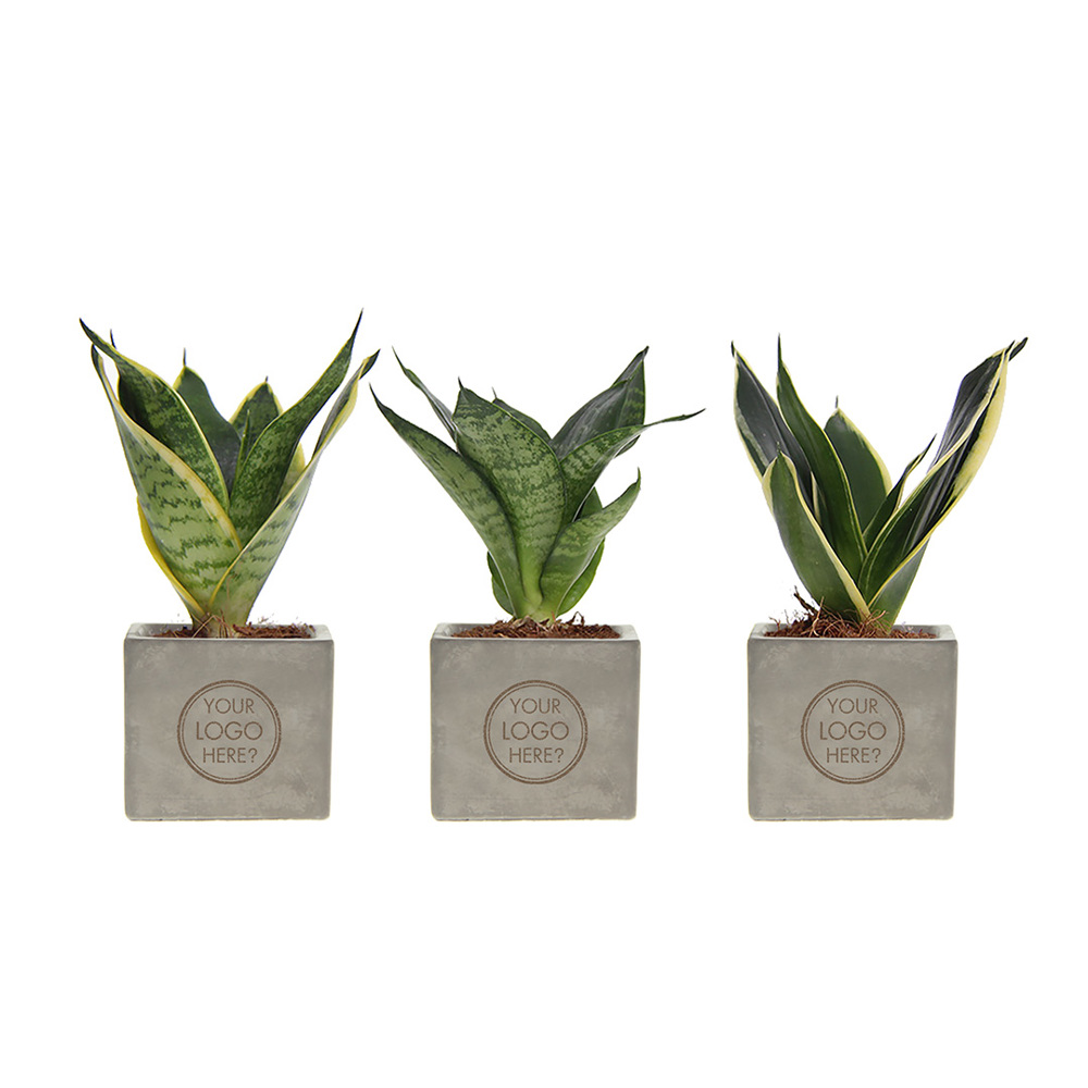 Congreet® plantpots small, Zonder verpakking