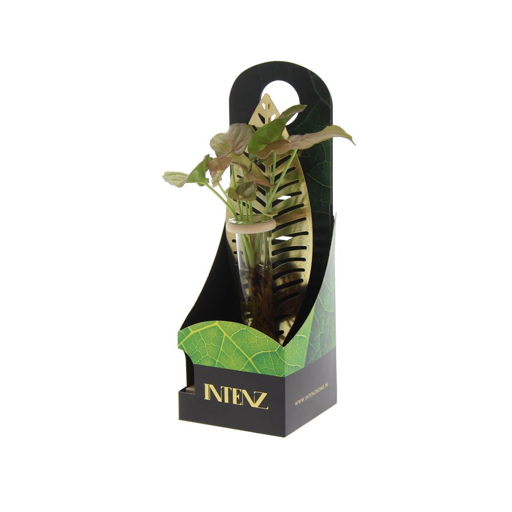 Hydroponic plants - Leaf in giftbox