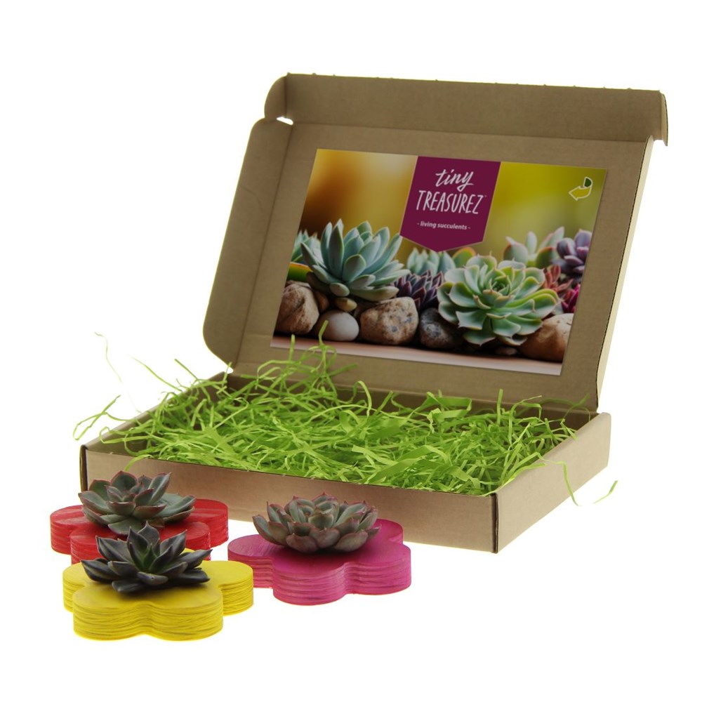 Tiny Treasurez® - Colourful blooms trio