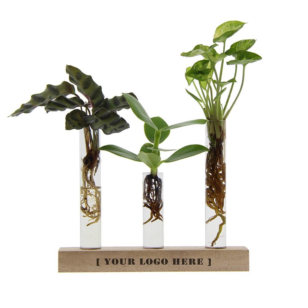 Hydroponic plants - Letterbox deluxe