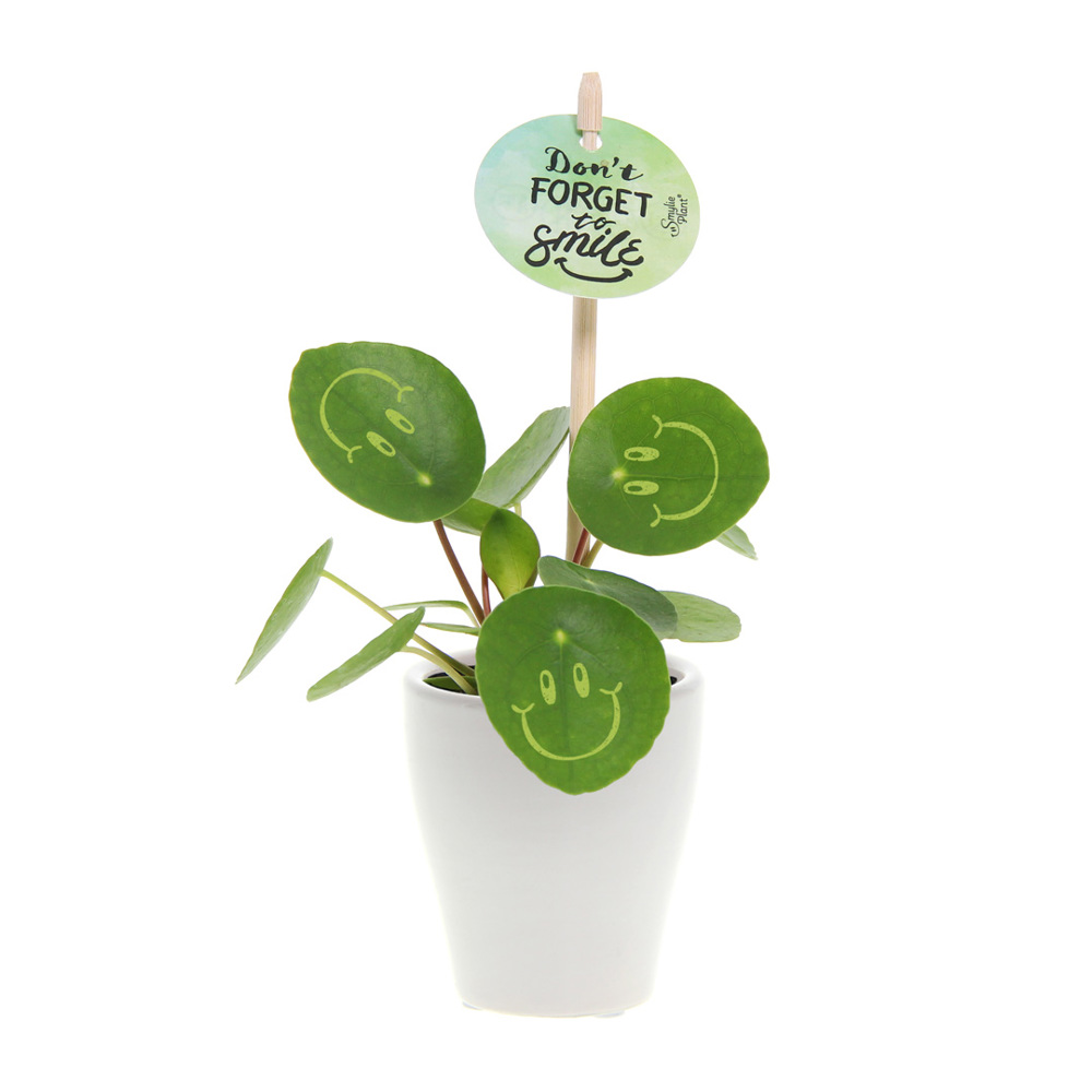Smylieplant® Happy in keramieke pot (small), In beschermende plantensleeve