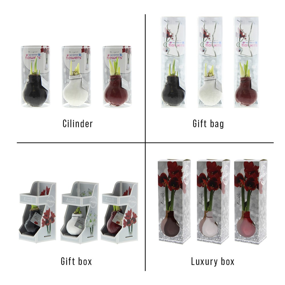 No Water Flowers® - Waxz® Colours, In giftbox, Paars