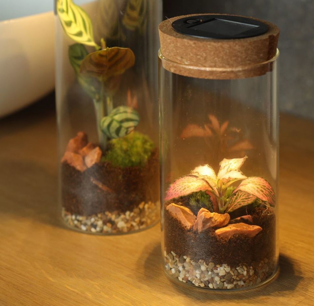 Wardians® Ecosystem - Cylinder small + Solar LED, In giftbox