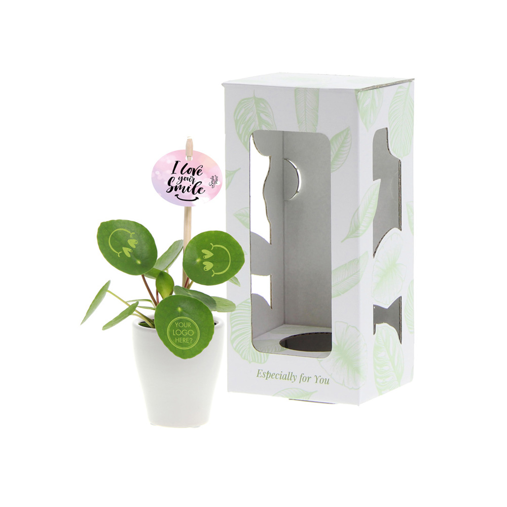 Smylieplant® Happy in keramieke pot (small), In beschermende plantensleeve