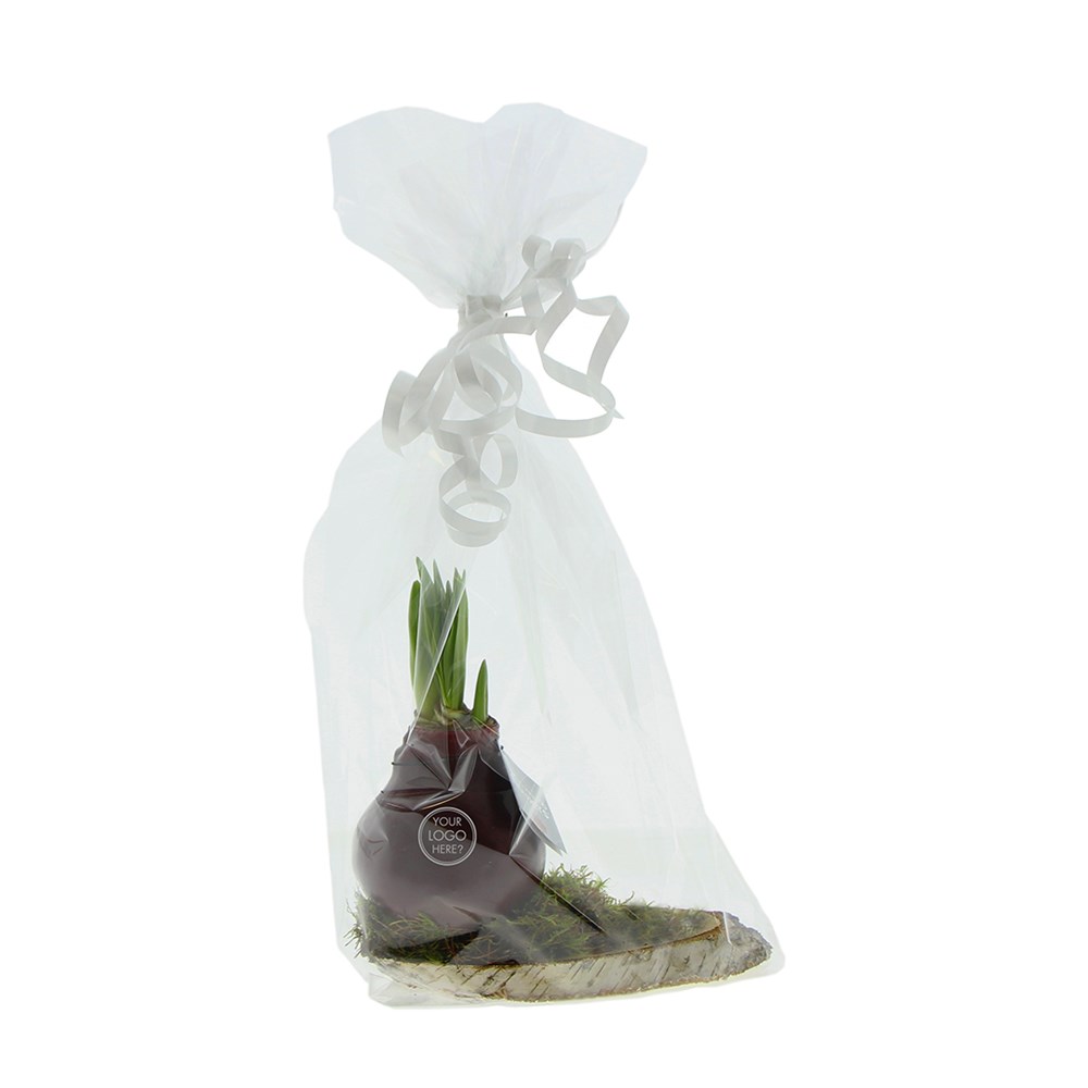 No Water Flowers® - Waxz® on wood, In giftbox, Rood