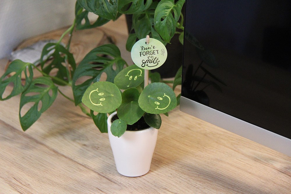 Smylieplant® Happy in keramieke pot (small), In beschermende plantensleeve
