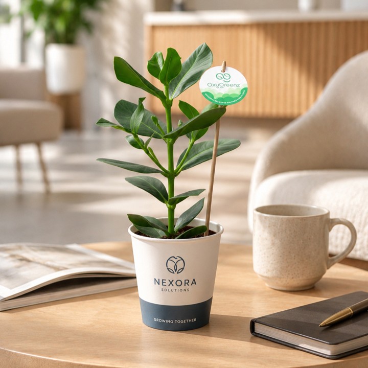 OxyGreenz® - Clusia rosea in papercup, In giftbox