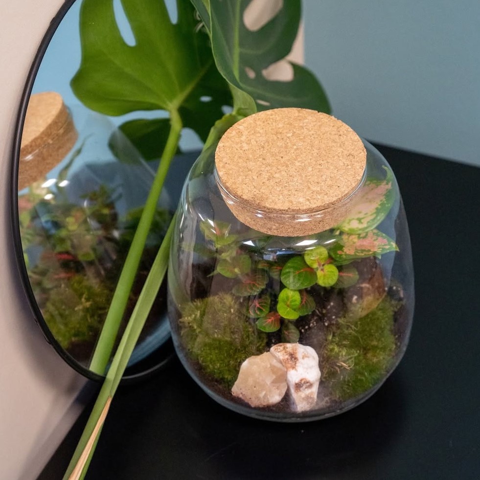 Wardians® Ecosystem - Sphere medium, In giftbox