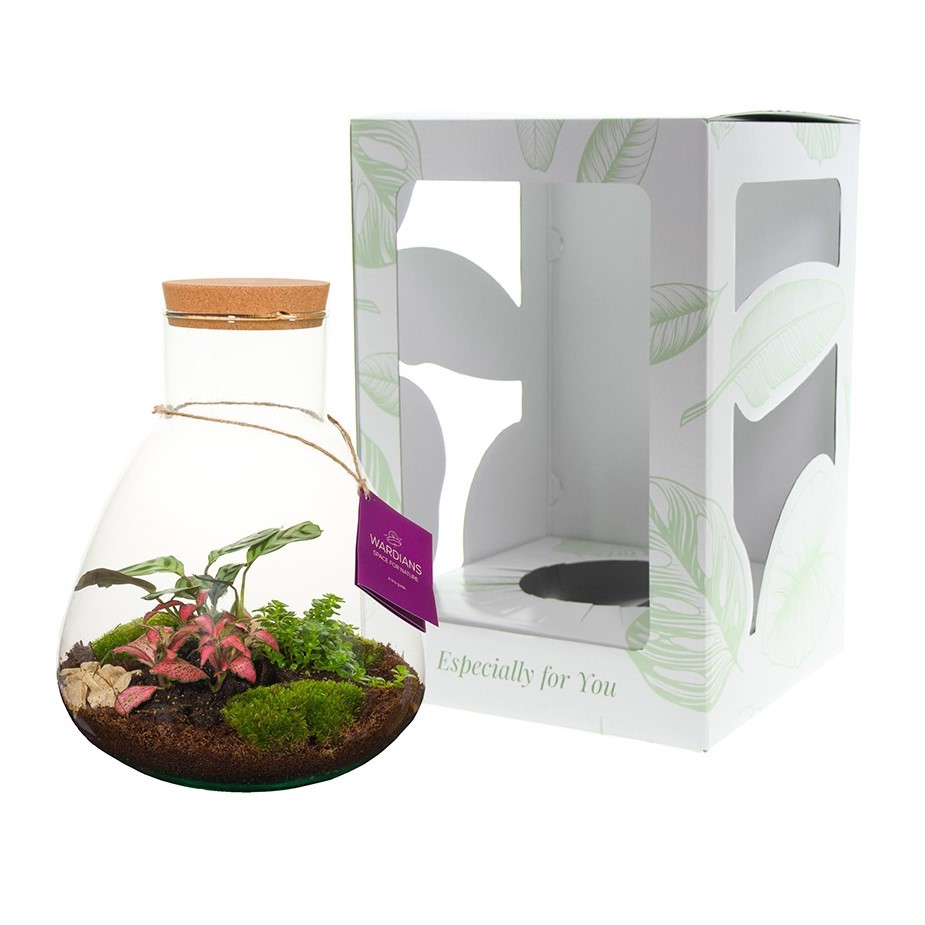 Wardians® Ecosystem - Erlenmeyer large, In giftbox