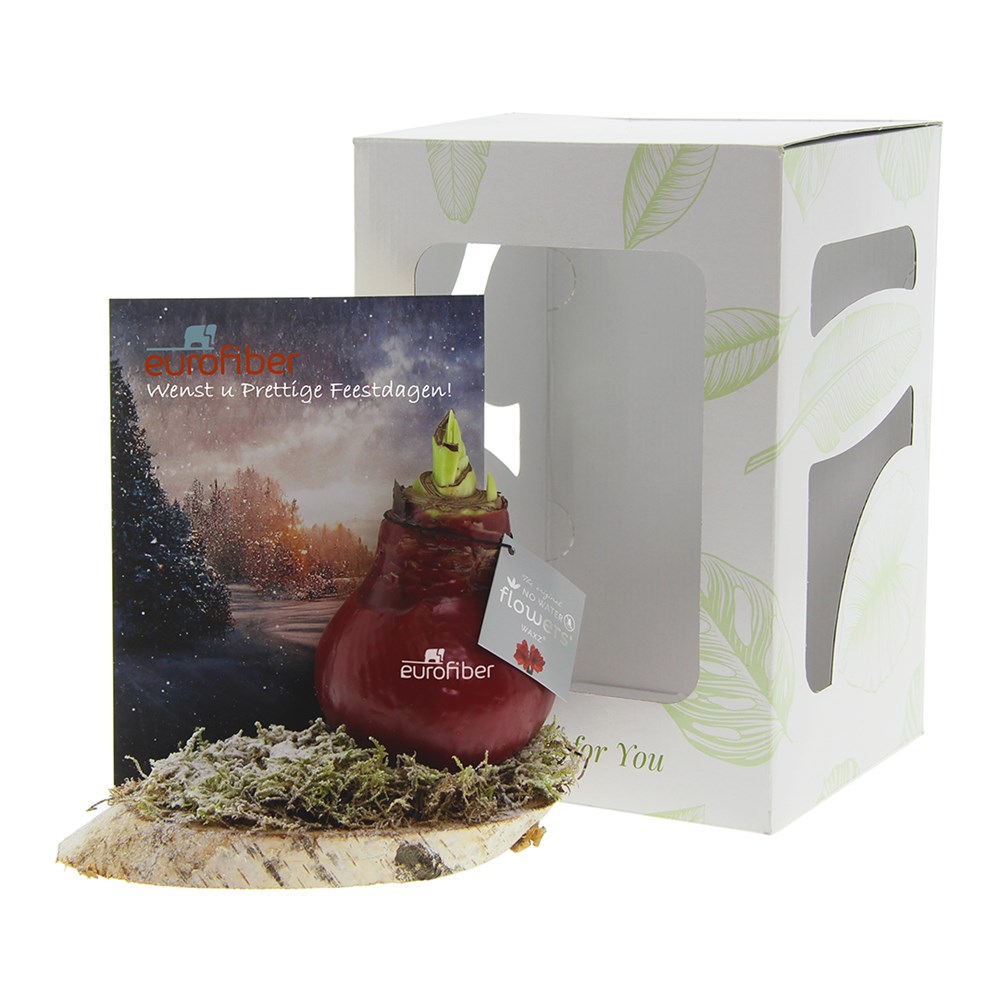 No Water Flowers® - Waxz® on wood, In giftbox, Rood