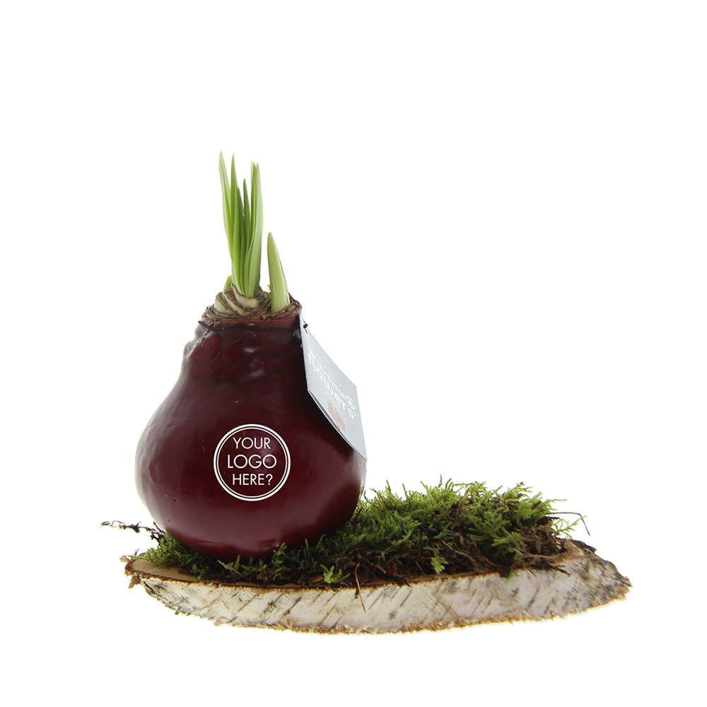 No Water Flowers® - Waxz® on wood, In giftbox, Rood