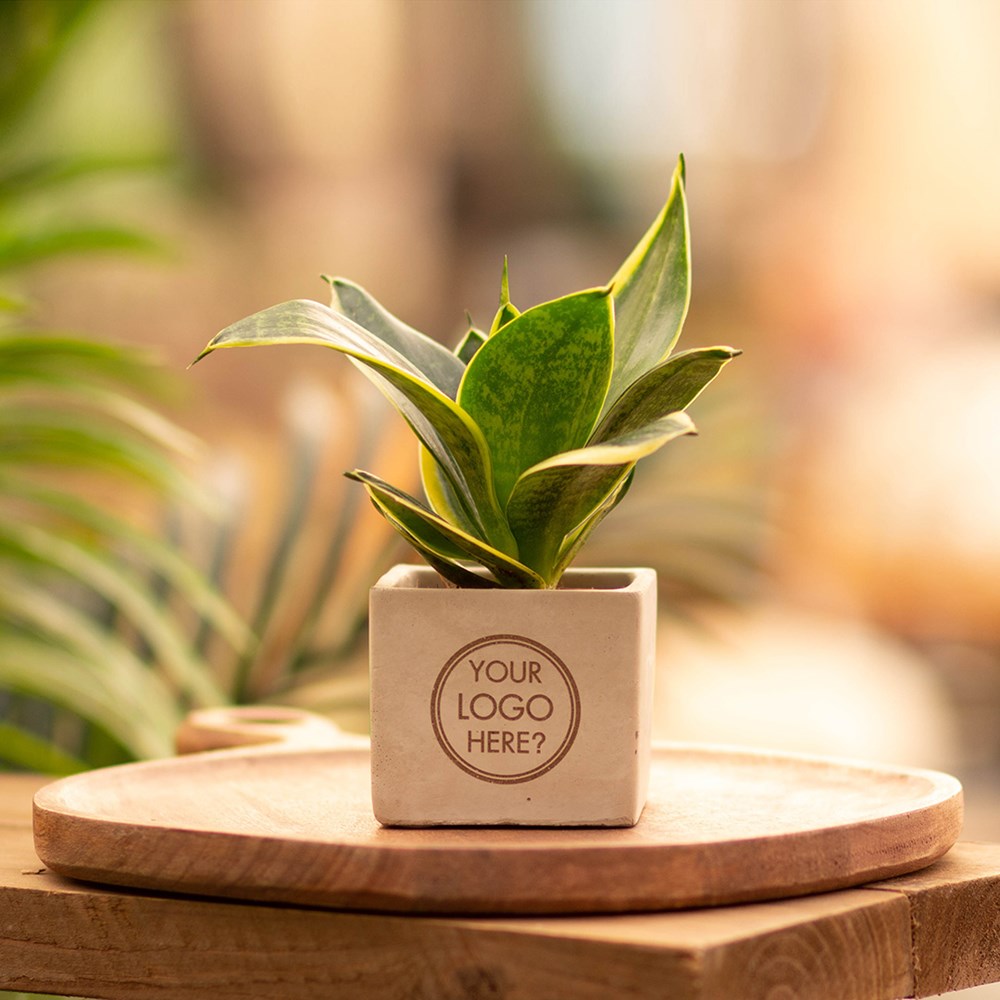 Congreet® plantpots small, Zonder verpakking