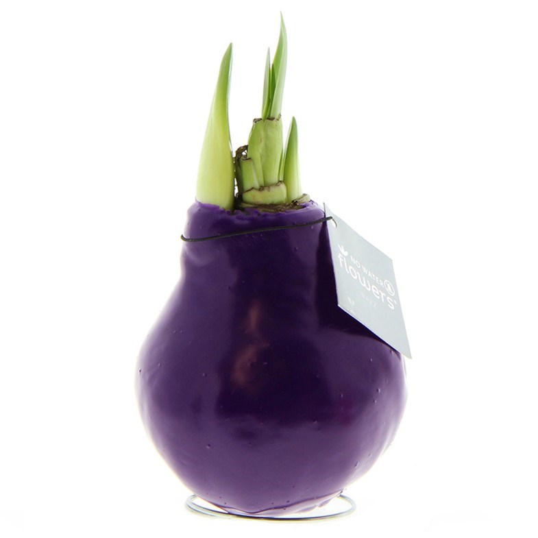 No Water Flowers® - Waxz® Colours, In giftbox, Paars