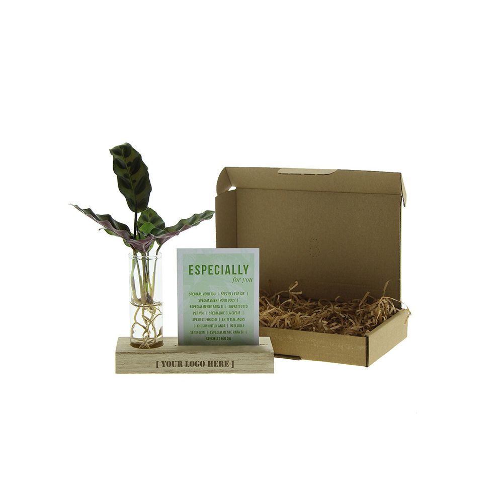 Hydroponic plants - Cardholder & tube