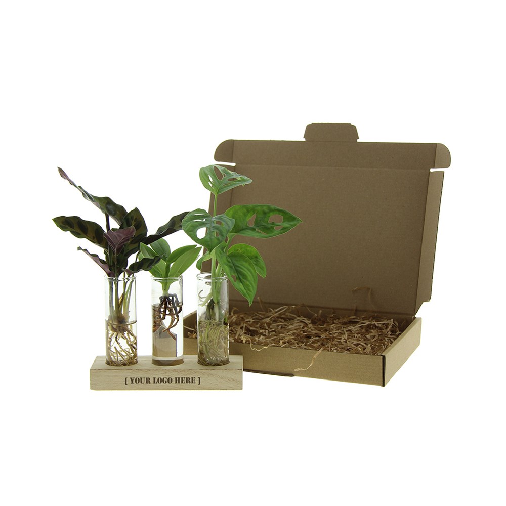 Hydroponic plants - Trio tube & wood