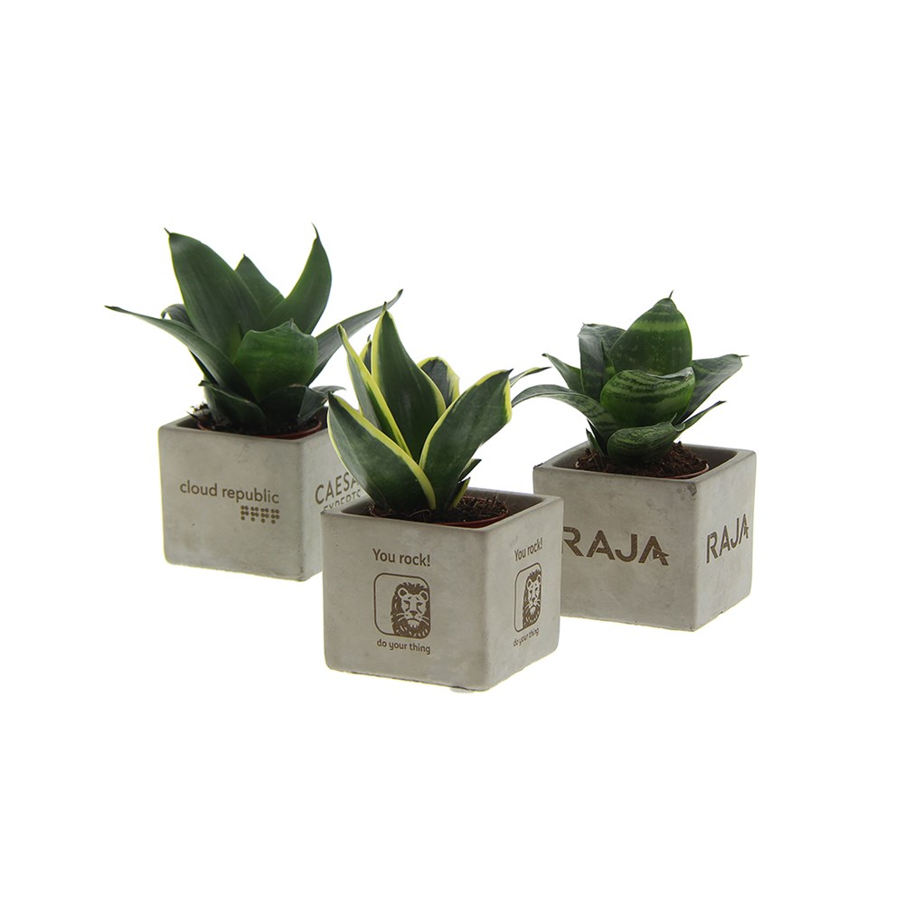 Congreet® plantpots small, Zonder verpakking